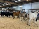 Youth showing beef cattle.