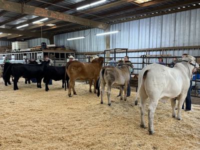 Youth showing beef cattle.