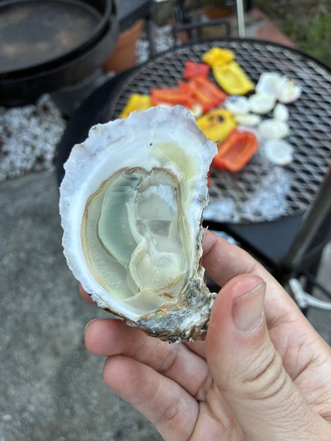 Oyster with blue gills being held.