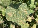 Downy mildew on cucumber