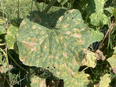 Downy mildew on cucumber