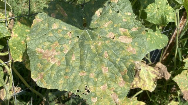 Downy mildew on cucumber