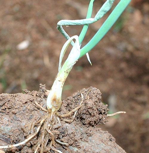 seedcorn maggot in onion set