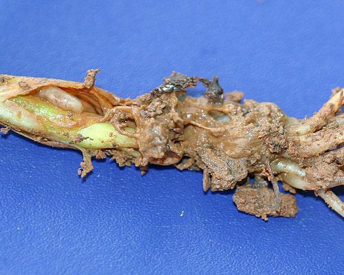 seedcorn maggot in onion set