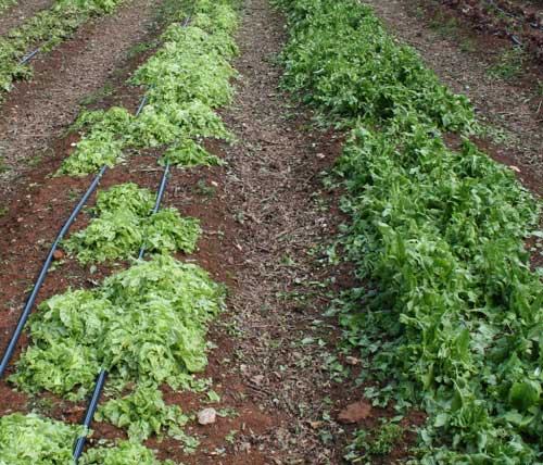 Rows of leafy lettuce growing in soil with drip irrigation tubing between rows