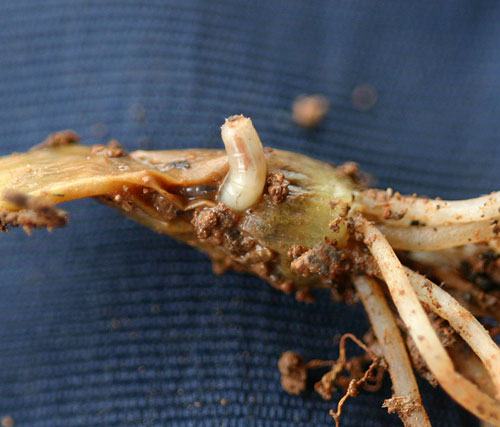 seedcorn maggot in onion set