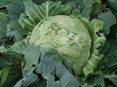 cabbage