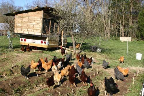 chickens on pasture