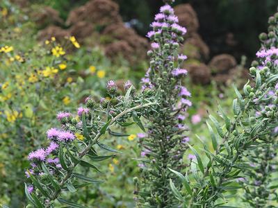 devil's bite and tall tickseed in the fall pollinator garden