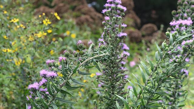 devil's bite and tall tickseed in the fall pollinator garden
