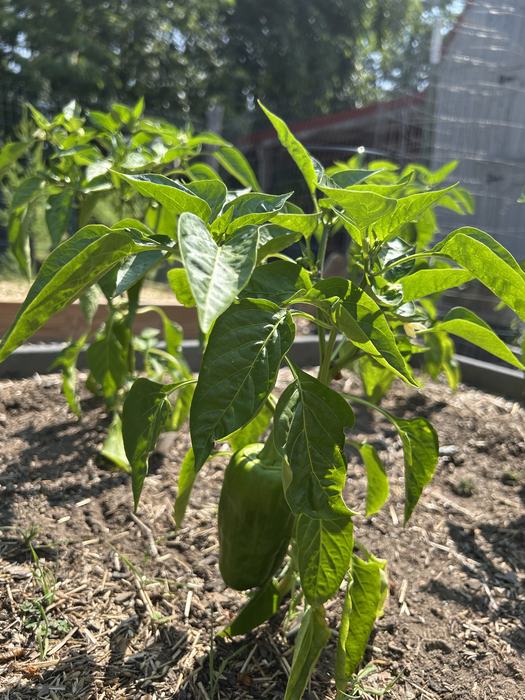 Jalapeno pepper plant in raised garden bed.
