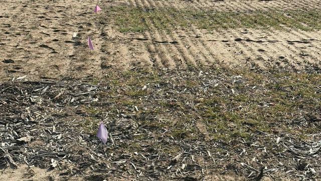 Forage plots