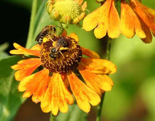 Bees on Helenium