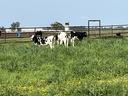 Dairy calves grazing in pasture