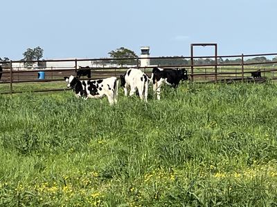 Dairy calves grazing in pasture