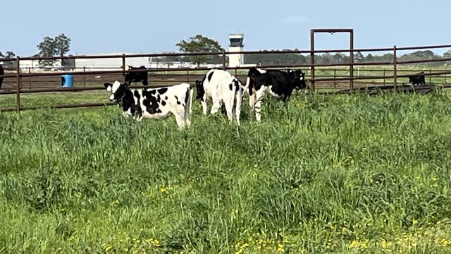 Dairy calves grazing in pasture