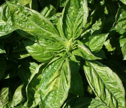 Data summary chart image 9