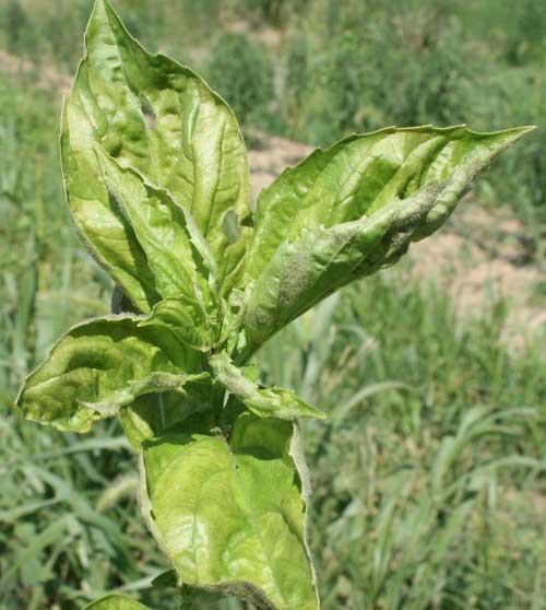 Data summary chart image 11