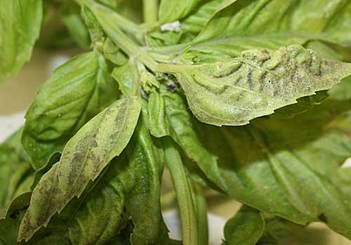 Basil leaves showing gray powdery fungal growth and leaf discoloration