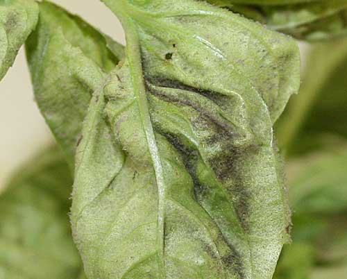 Wilted green leaf showing dark brown-black lesions along the central vein