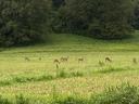 Deer eating in a field.