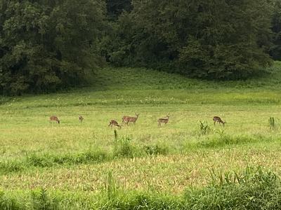 Deer eating in a field.