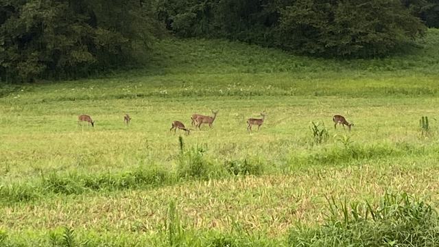 Deer eating in a field.
