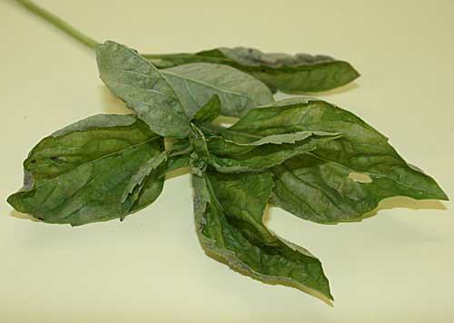 Cluster of green basil leaves with stem on pale background