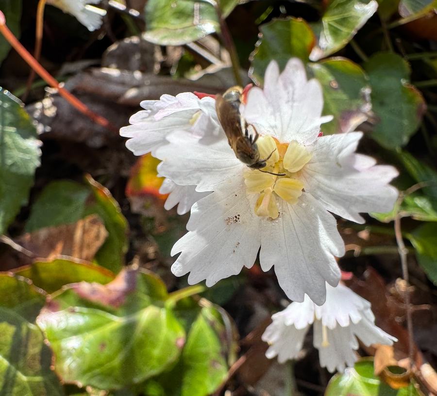 A small bee feeds on a white flower.