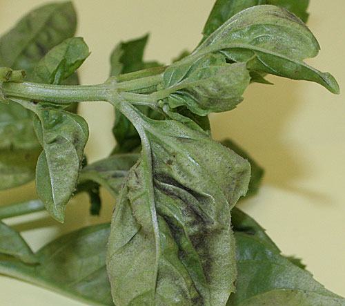 Data summary chart image 13