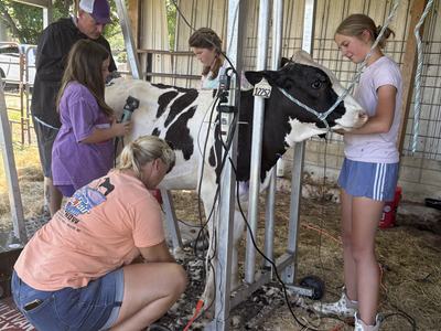kids clipping cow