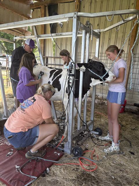 kids clipping cow