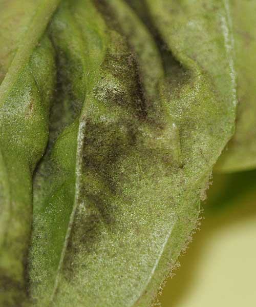 Green leaf with powdery gray-white fungal mildew on surface