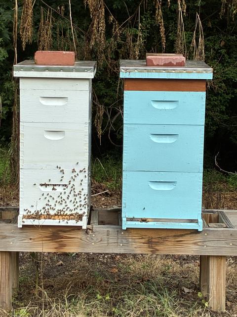 beehives