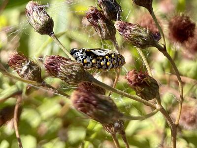 Black, white, and yellow patterned chrysalis clinging to dried plant stalks wrapped in cobwebs.