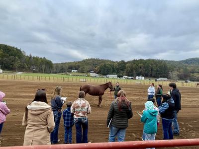 A group of people in an outdoor arena observing a brown horse presented by a handler.