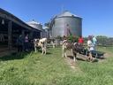 4-H'ers walking dairy cows to practice for the upcoming Dairy Show.