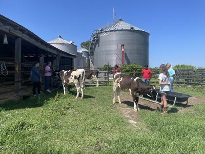 4-H'ers walking dairy cows to practice for the upcoming Dairy Show.