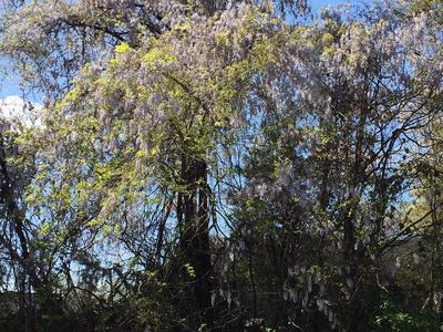 wisteria vine