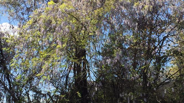 wisteria vine