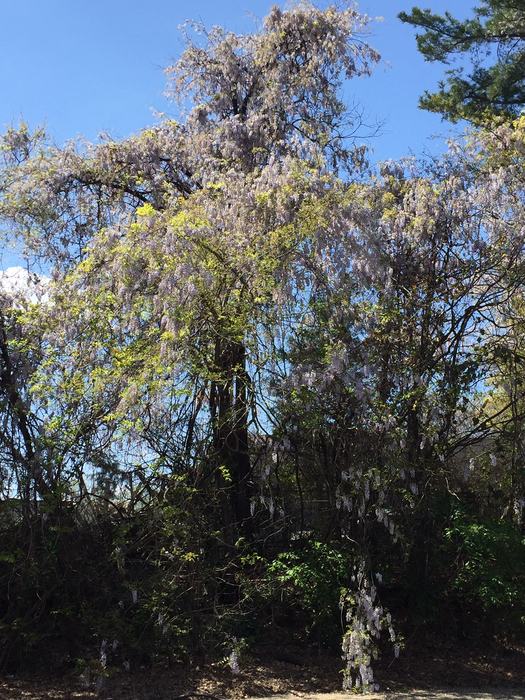 wisteria vine