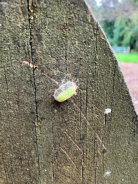 Loosely wrapped cream colored cocoon on back of fence post.