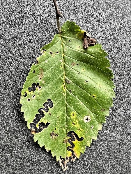 Green elm leaf showing zigzag hole patterns from feeding damage.
