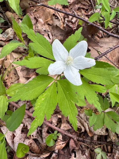 A spring-blooming wildflower with five white petals and a white center.