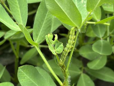 Foliar feeding insect