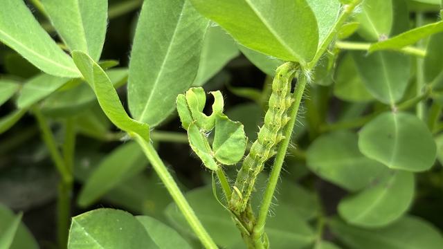 Foliar feeding insect