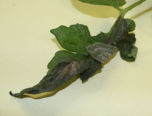 leaf lesions