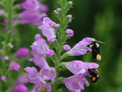 bumble bees on obedient plant