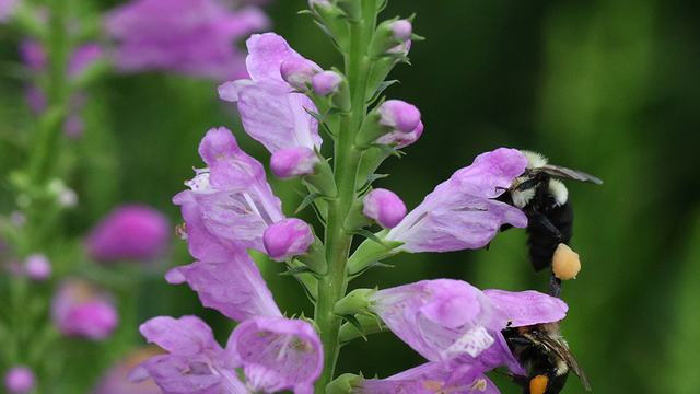 bumble bees on obedient plant