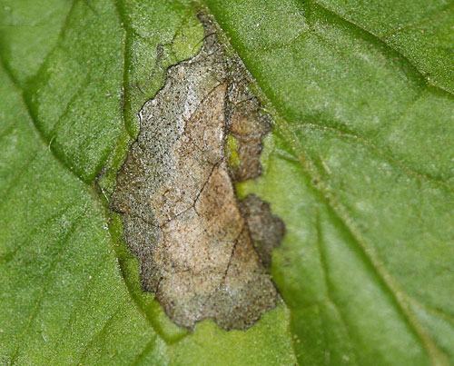 leaf lesion